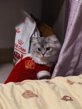 猫咪·英短·糯米