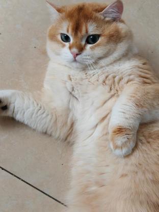 猫咪·金渐层·老金