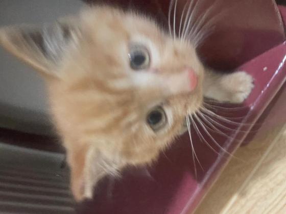 猫咪·橘猫·包子