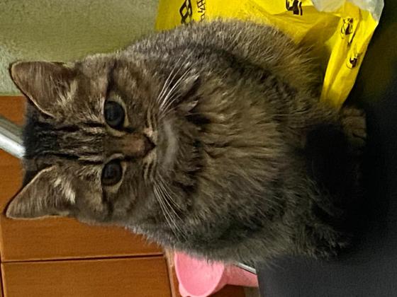 猫咪·长毛梨花猫·汤圆