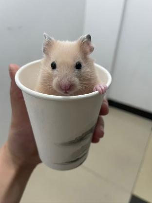 小宠·金丝熊·无