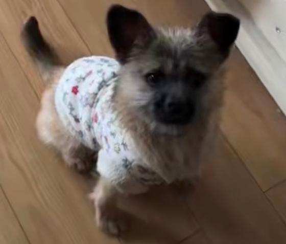 狗狗·串串·焦糖