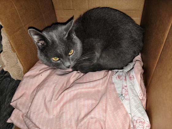 猫咪·蓝猫·咪咪