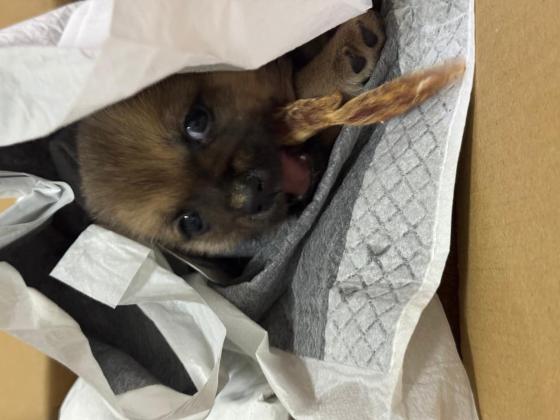 狗狗·小土狗·小土狗