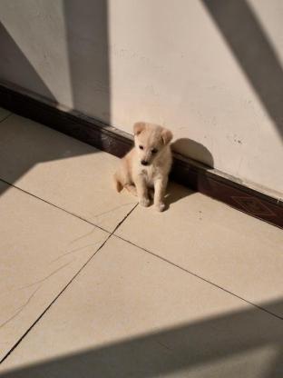 狗狗·田园犬·多多