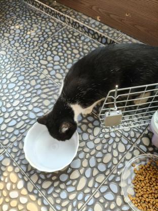 猫咪·中华田园猫·无