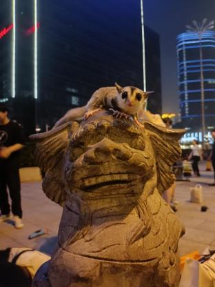 小宠·蜜袋鼯·学弟