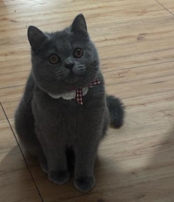 猫咪·蓝猫·没取名字