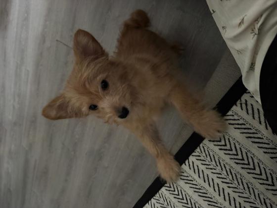 狗狗·柯基和梗类犬的串·暂无