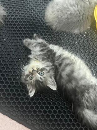 猫咪·宠物串·小猫