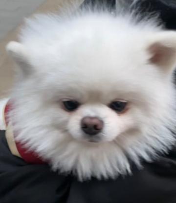 狗狗·博美·博美