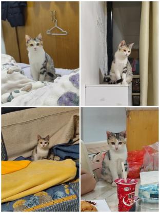 猫咪·美短橘猫串串·小丸子