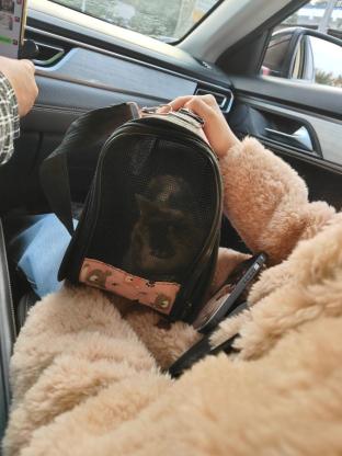 猫咪·三花·年年