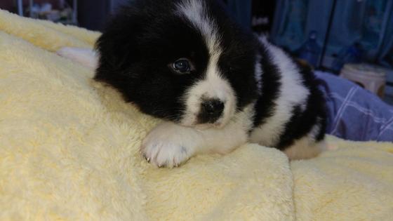 狗狗·土狗 串串·小猪妞