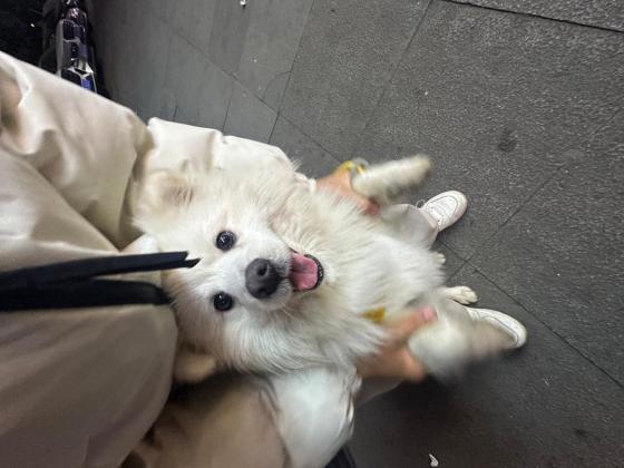 狗狗·博美·萝卜