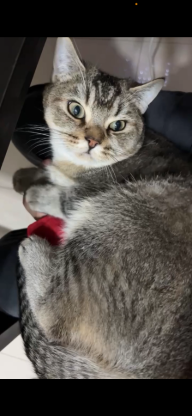 猫咪·银渐层·咪咪