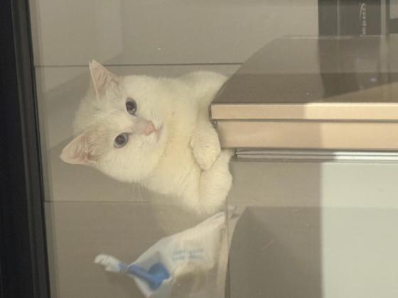 猫咪·田园猫·糯米