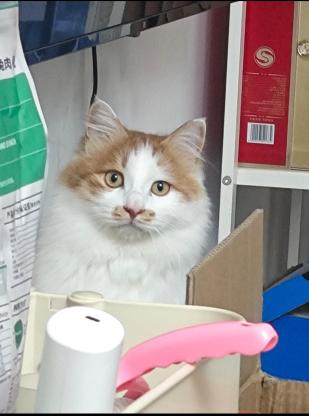 猫咪·橘白·火锅儿