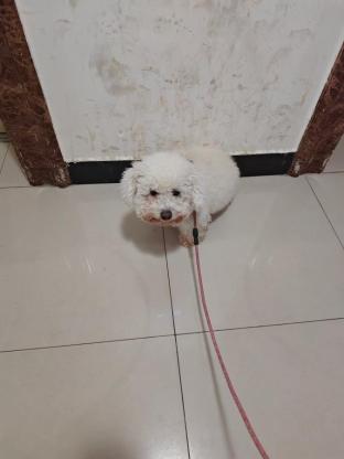 狗狗·比熊·星期天