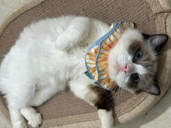 猫咪·布偶猫·桂圆