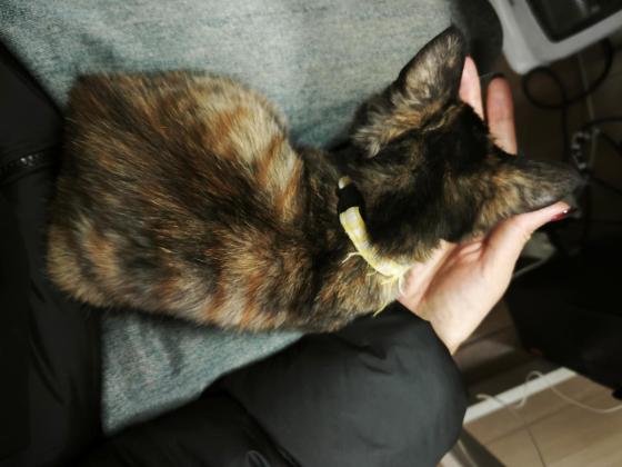 猫咪·玳瑁·初七