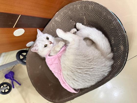 猫咪·银渐层·叮当