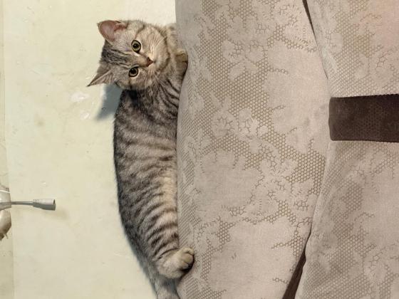 猫咪·美短银虎斑·没取名
