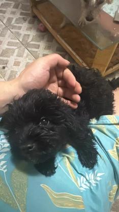 狗狗·比熊和泰迪·才出生的奶狗