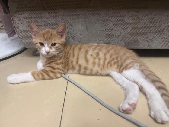 猫咪·橘猫·蛋黄