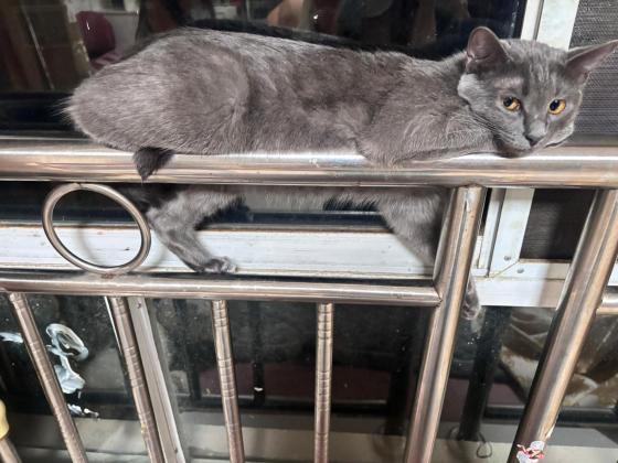 猫咪·蓝猫·钱多多