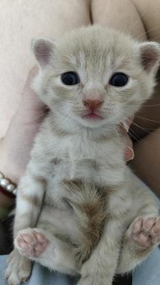 猫咪·串 折耳·还没有起