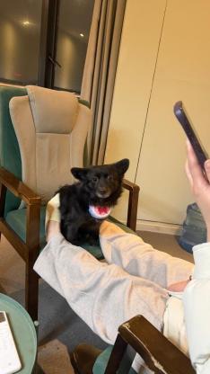 狗狗·中华田园·王三十