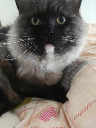 猫咪·布偶串金渐层·球球