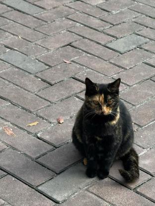 猫咪·玳瑁·默默