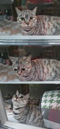 猫咪·狸花·肥仔