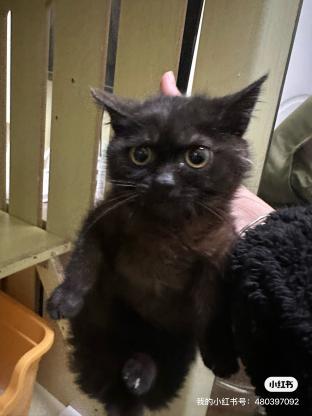 猫咪·田园猫·没有名字