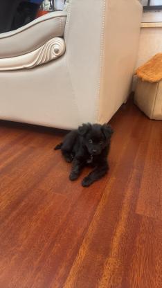 狗狗·小狗串串·珍珠