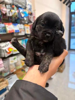 狗狗·田园犬·黑妹