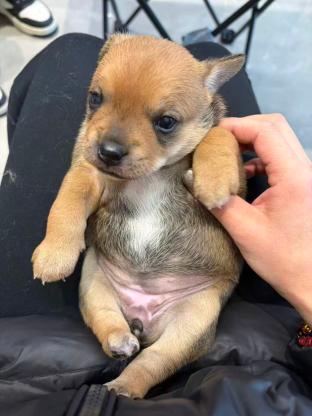 狗狗·田园犬·大大