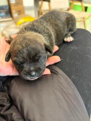 狗狗·田园·小圆