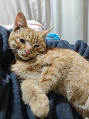 猫咪·橘猫·小橘