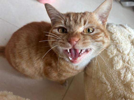 猫咪·橘猫·无