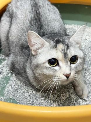 猫咪·银渐层·无