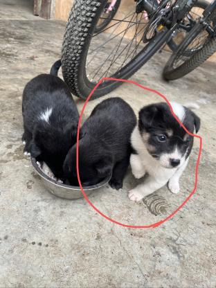 狗狗·小田园犬·小花花