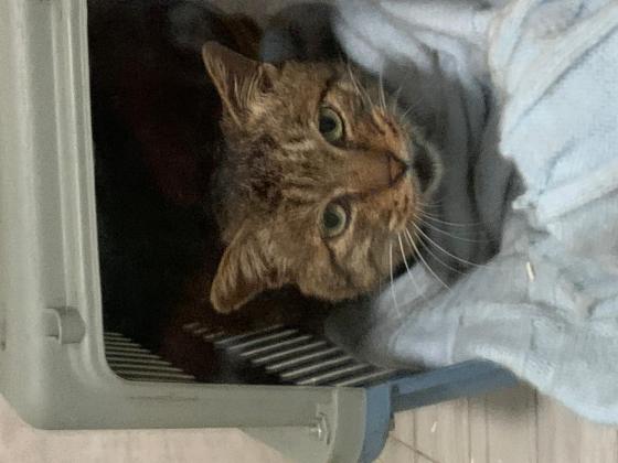 猫咪·狸花猫·小狸