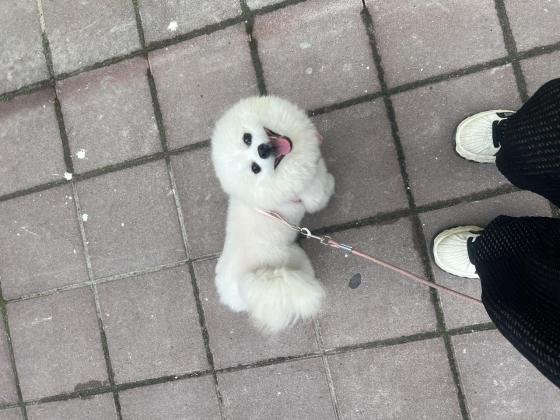 狗狗·博美·金豆