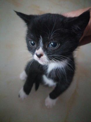 猫咪·奶牛猫·未取名