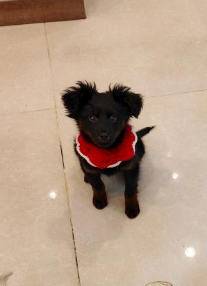 狗狗·土狗·摩卡