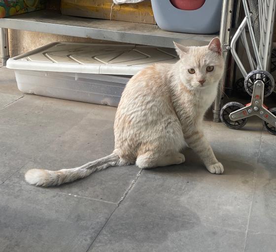 猫咪·串串·摩尔