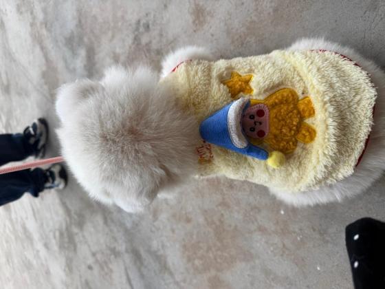 狗狗·萨摩耶·墩墩